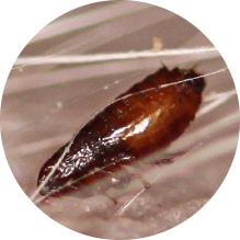 Krupan plan buve na telu psa